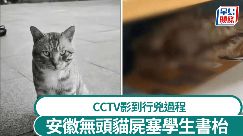 安徽銅陵有職業學校發生流浪貓遭分屍案。