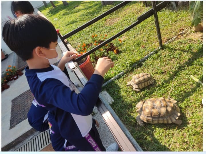 八鄉中心小學飼養陸龜，讓學生學習尊重生命。