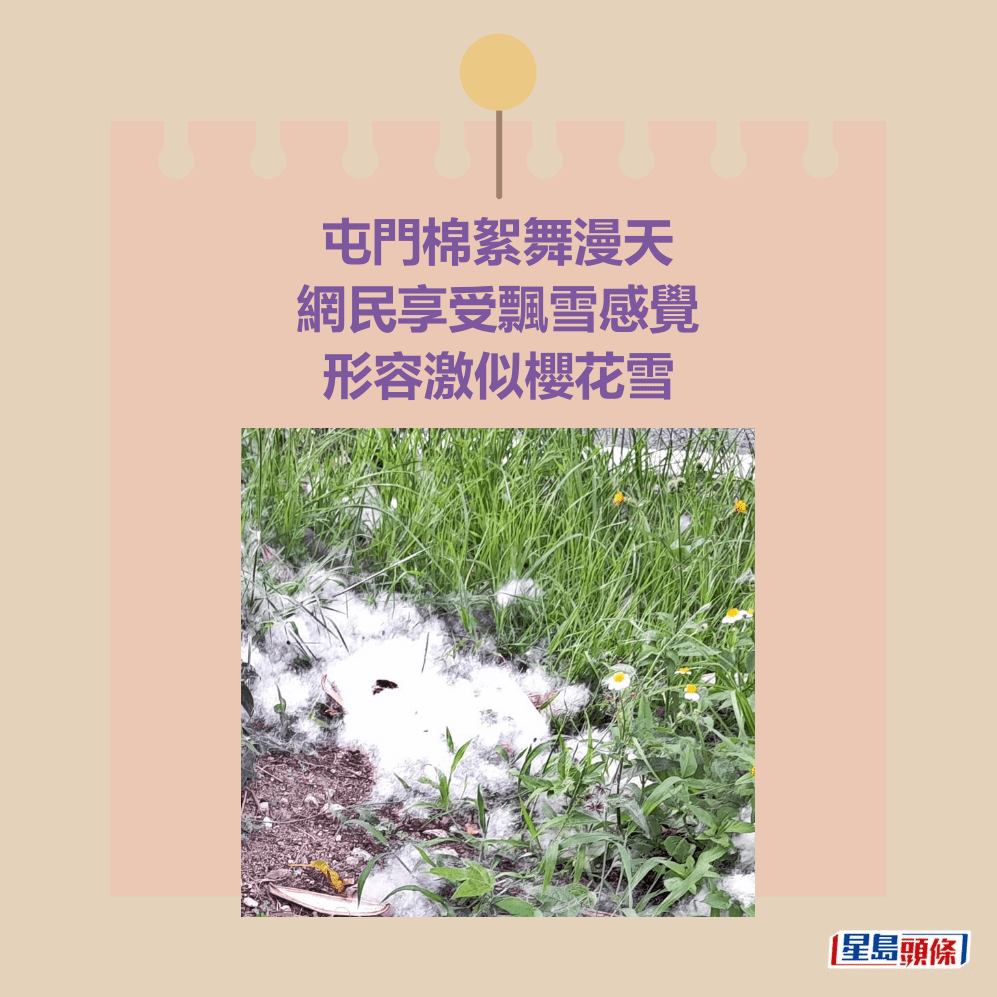 屯門棉絮舞漫天 網民享受飄雪感覺 形容激似櫻花雪 屯門棉絮舞漫天 網民享受飄雪感覺 形容激似櫻花雪