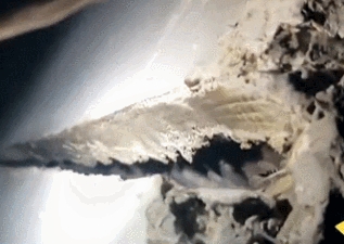 牆縫內已被蝙蝠掏空作為居所。網圖