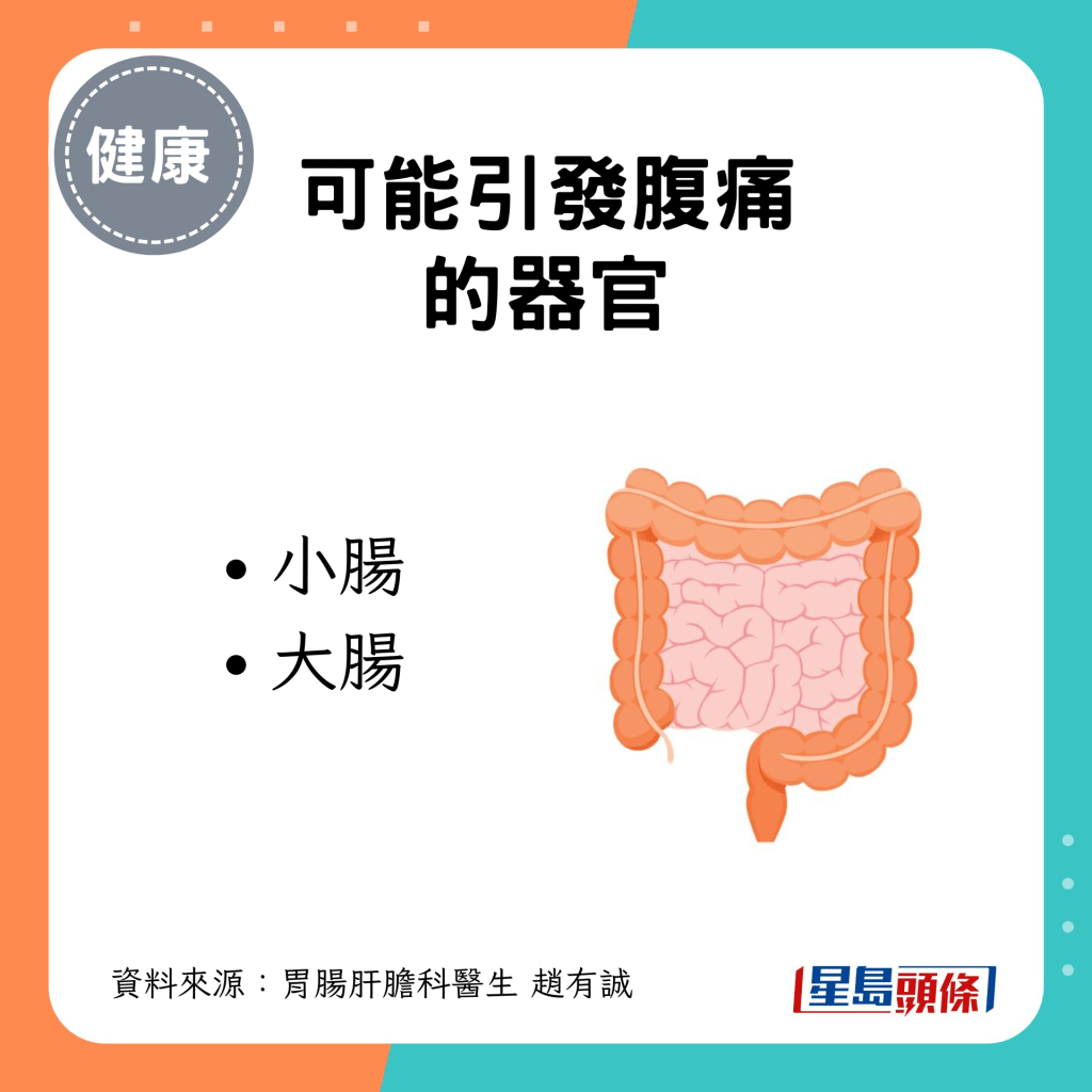 可能引發腹痛的器官：小腸 大腸