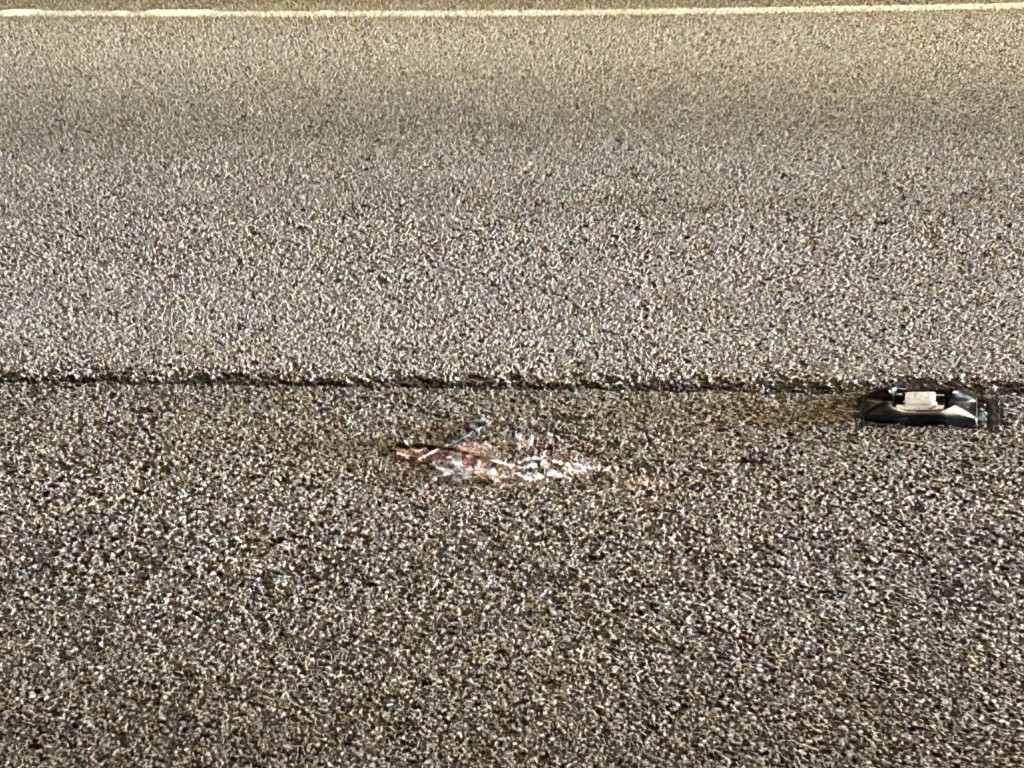 事後現場遺羽毛及懷疑雀鳥殘骸。資料圖片