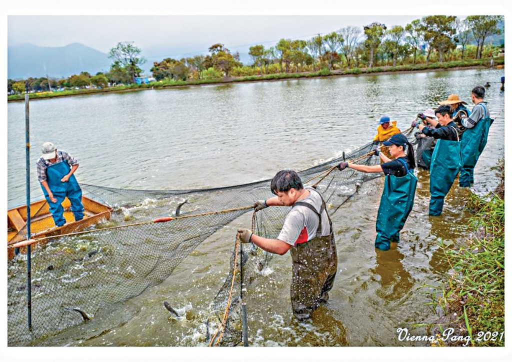 當局擬將三寶樹內零碎的小魚塘整合成大魚塘，並在塘中央設小島供水鳥棲息覓食。