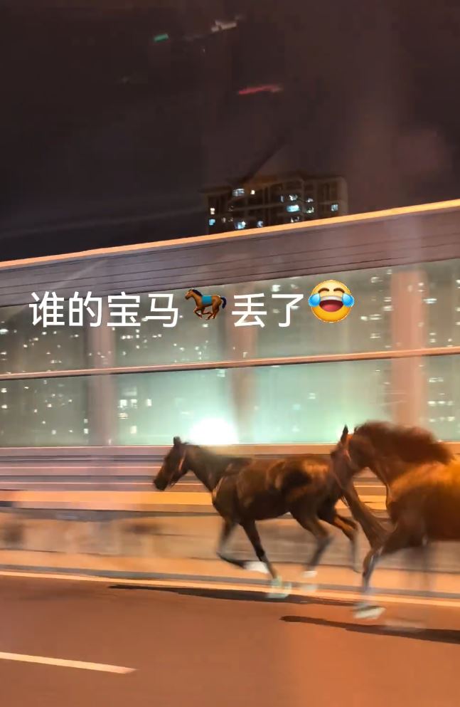 2匹熱血小馬在國慶日晚上玩轉蘇州鬧市。抖音