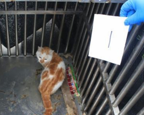 民警將69隻小貓開放給民眾領養。