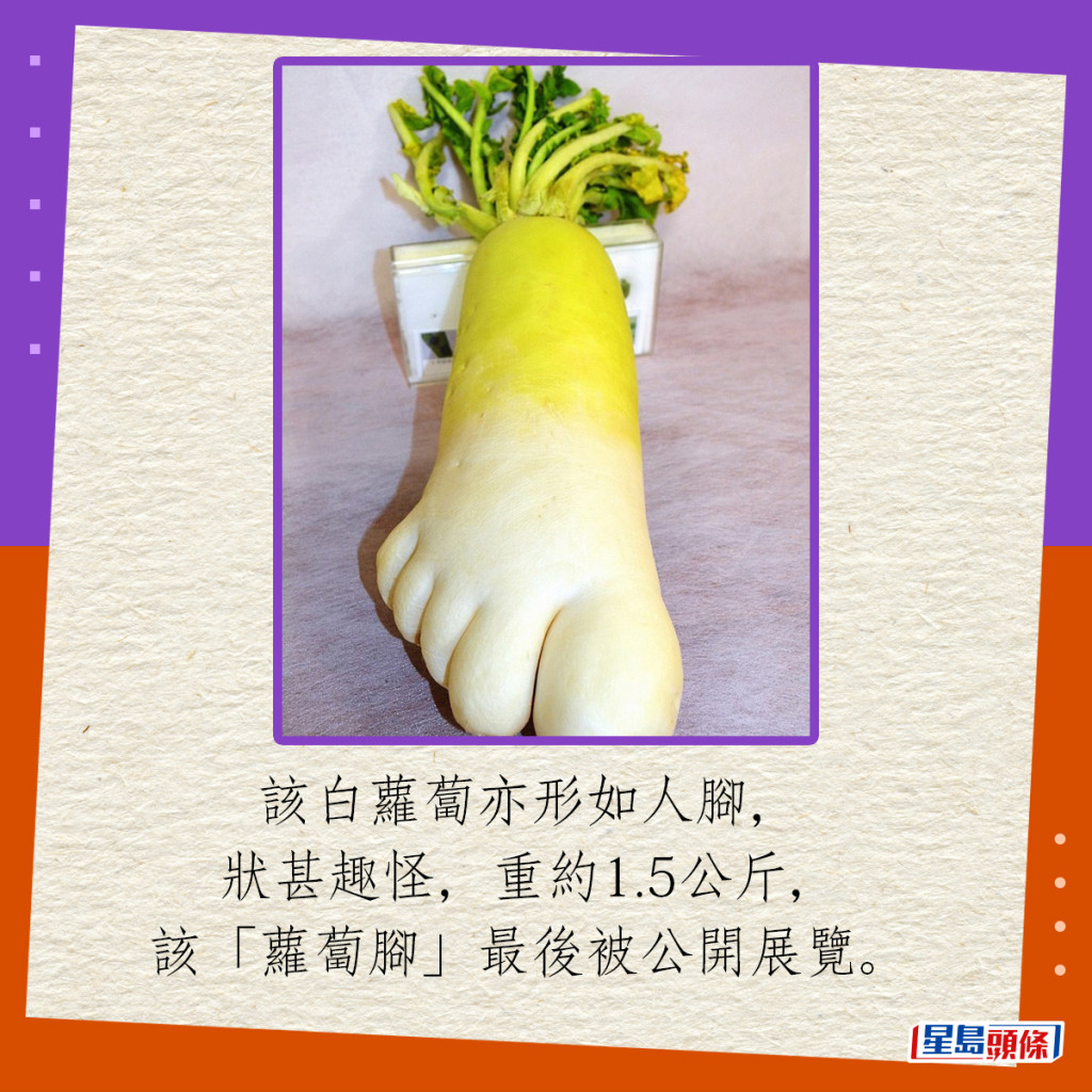 该白萝卜亦形如人脚，状甚趣怪，重约1.5公斤，该“萝卜脚”最后被公开展览。