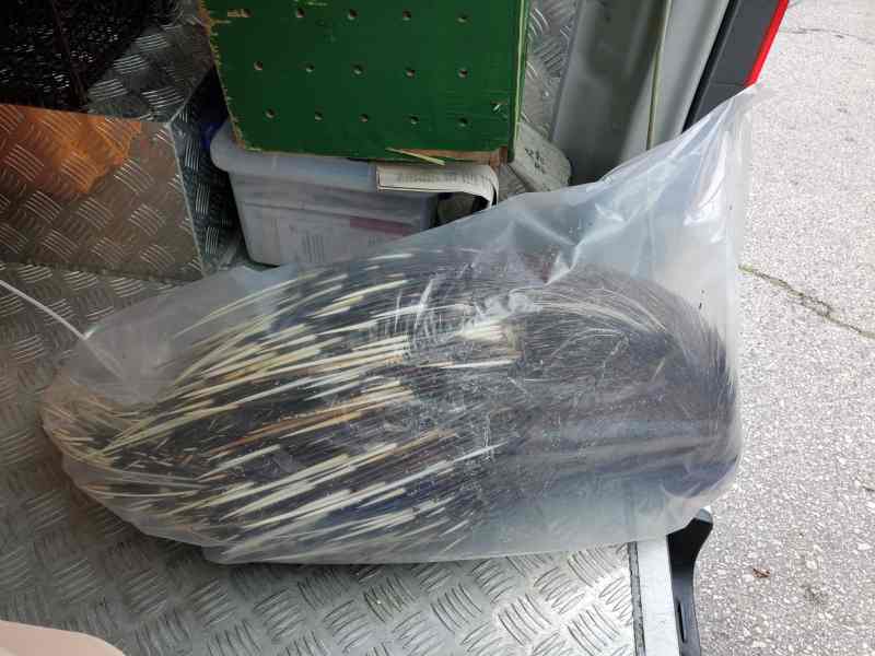 有關部門將箭豬移走。梁國峰攝