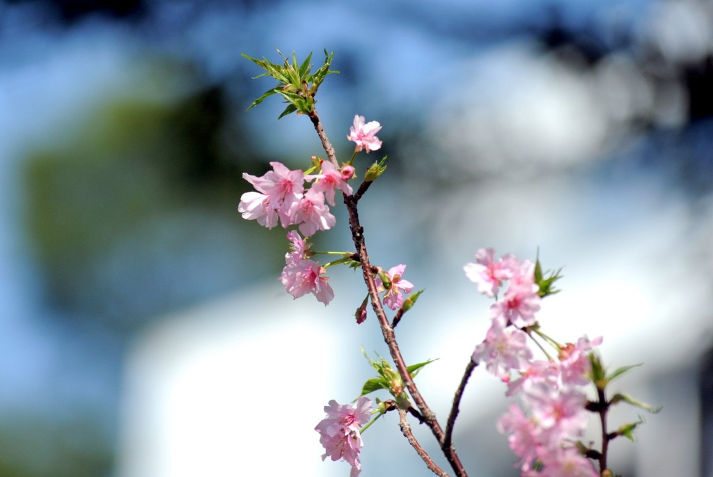 每年一到2月，櫻花樹便會開花。（圖片來源:FB @ 香港中文大學）