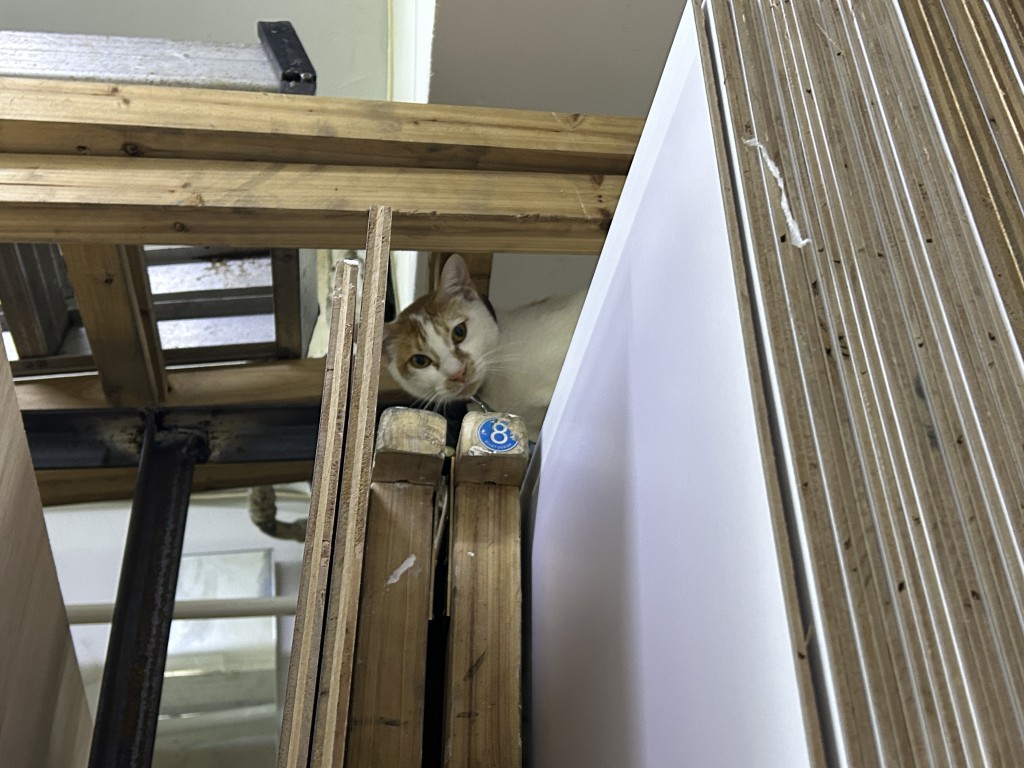 「老表」沒有表面傷痕。曾志恒攝