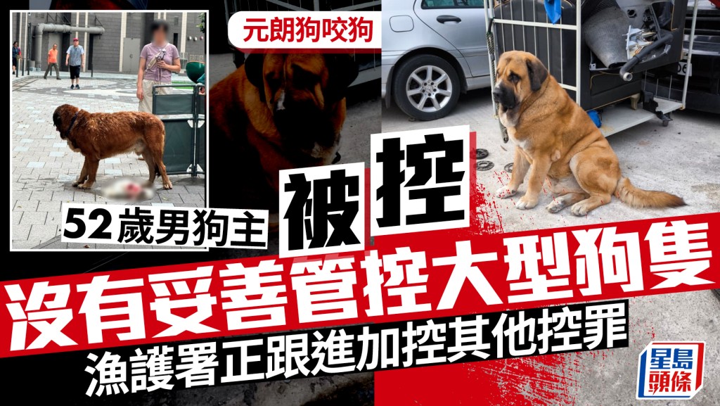 元朗狗咬狗｜52歲男狗主被控沒妥善管控大型狗隻 明天屯門法院提堂
