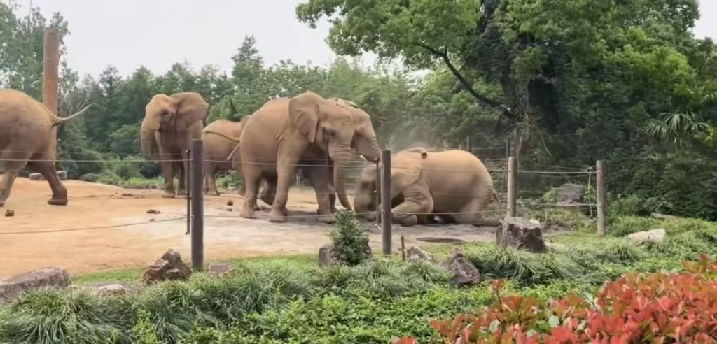 上海動物園大象遭同類集體霸凌。微博@滬語說唱Mrweezy