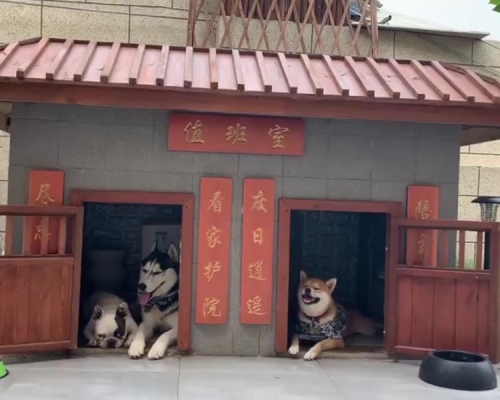 狗主人花逾萬元為狗建智能別墅。(網圖)