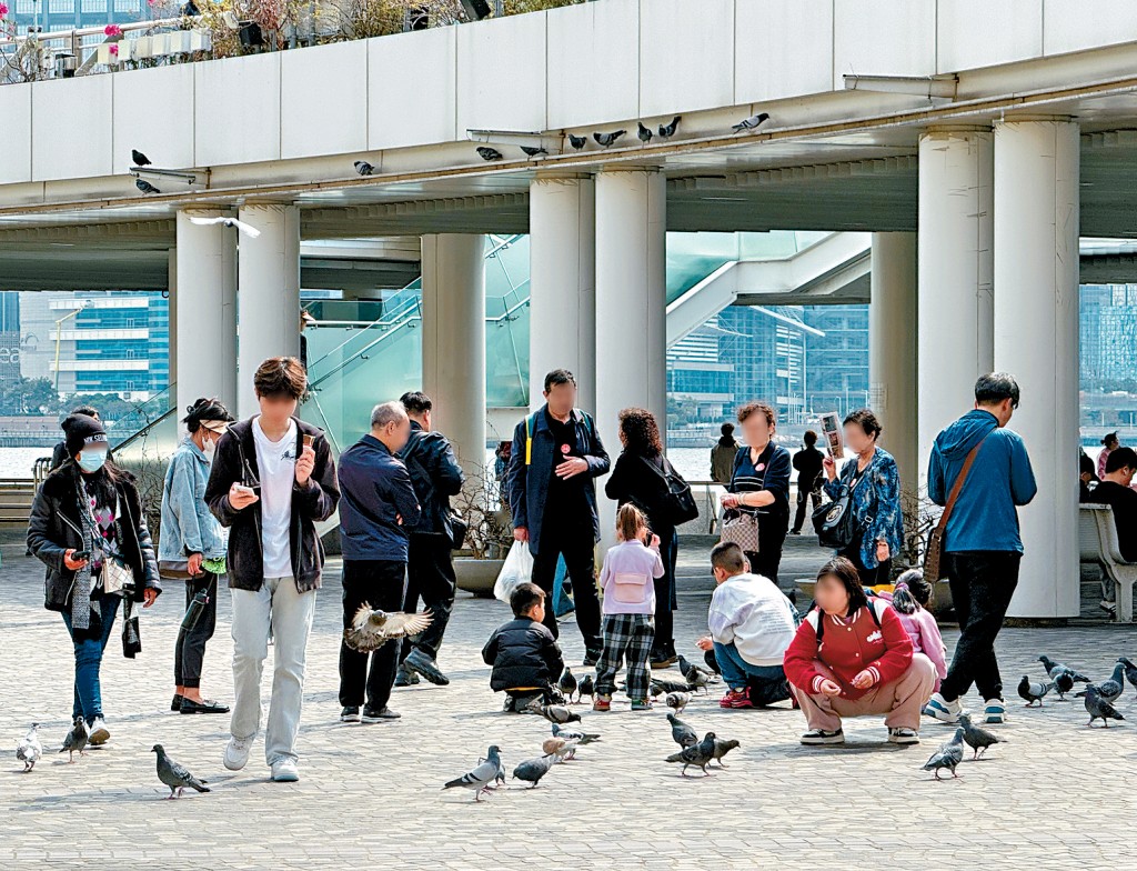 ■尖沙咀鐘樓附近，有操普通話的遊客將手上的食物餵給野鴿。