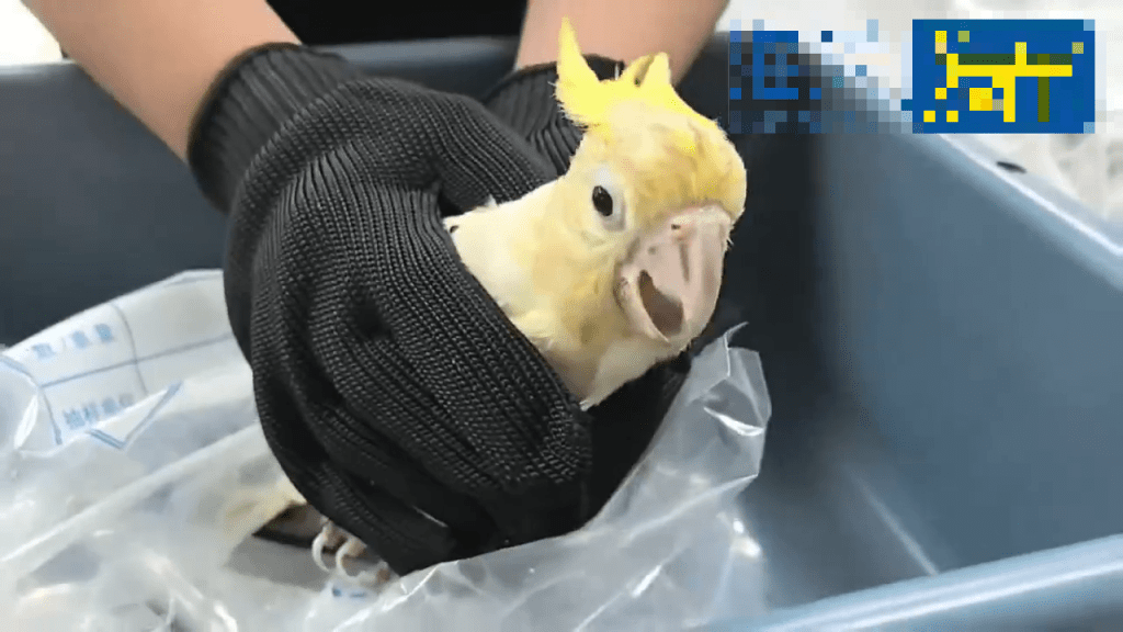 深圳湾男客棉手套内竟藏活体葵花凤头鹦鹉。 海关发布