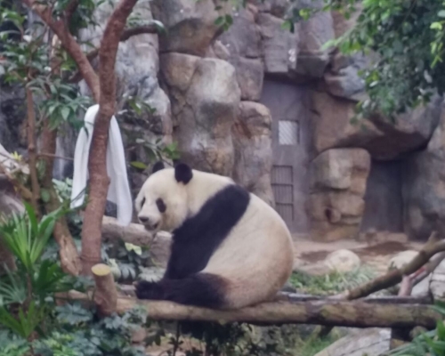 樂樂玩有西柚味毛巾。