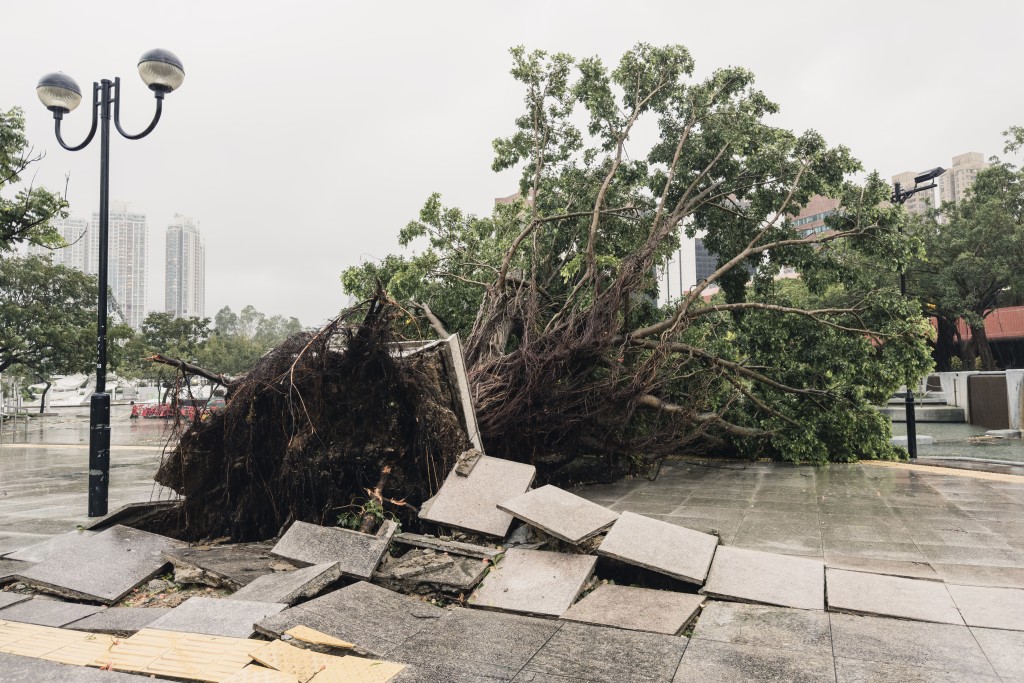 超強颱風「樺加沙」襲港，雖然全港各區出現塌樹、水浸，以至酒店玻璃門被海浪沖爆的驚險畫面，但香港總算「逃過一劫」。資料圖片