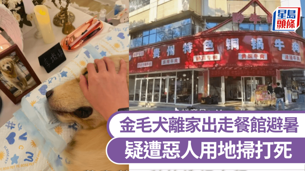金毛犬離家出走餐館避暑嘆冷氣，疑遭惡人用地掃打死。