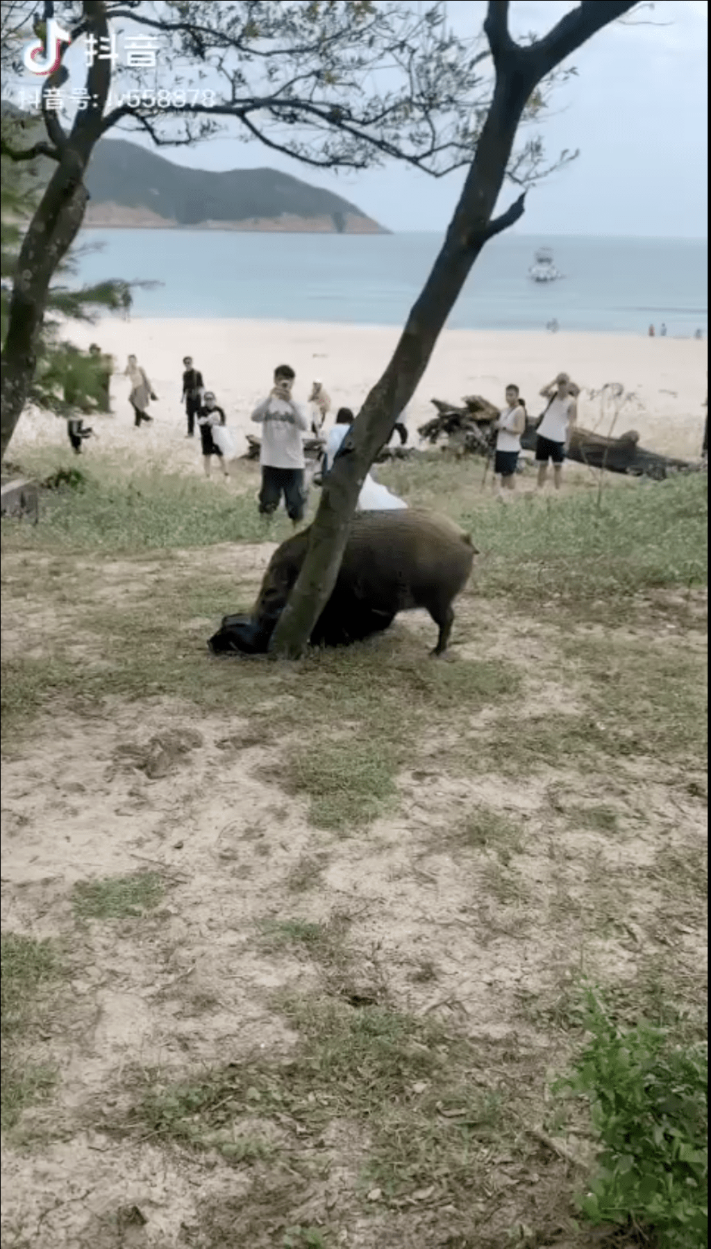 現場為西貢浪茄灣沙灘。網上片段截圖