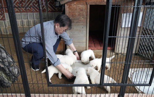 2只北韩国宝名犬「丰山犬」获文在寅饲养后曾诞下7只「小宝宝」。（文在寅fb图片）