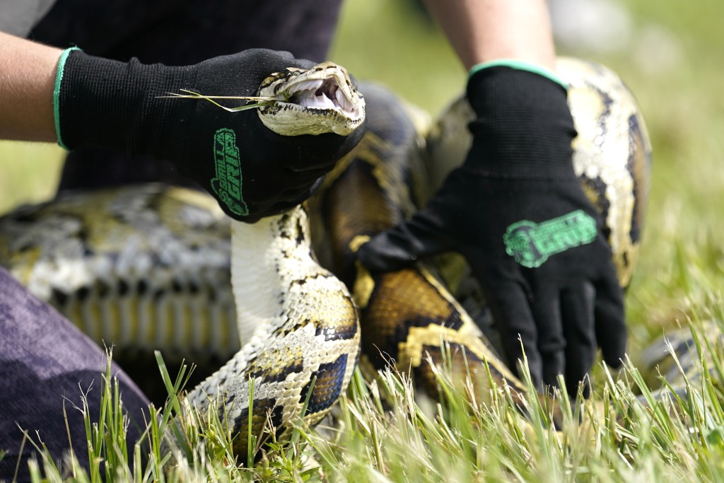 蟒蛇體型較毒蛇大，以纏繞和咬合為主要攻擊手段。（美聯社）