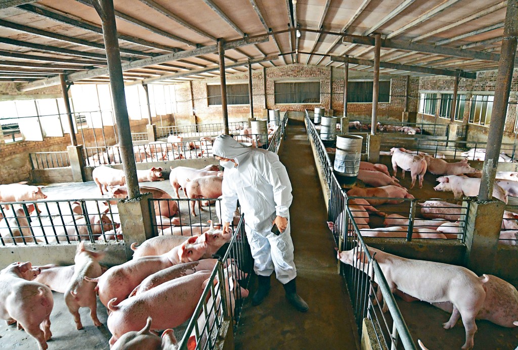 黃碩鋒經營的豬場，因當局加速發展新界北而被逼遷。