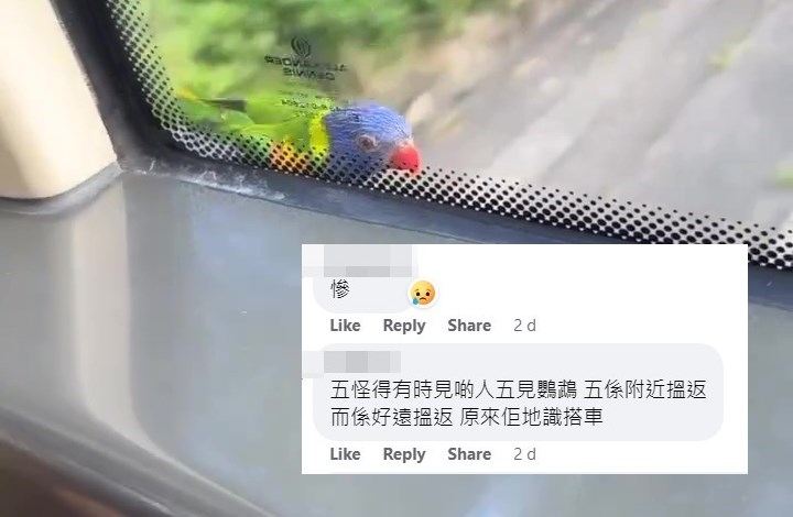 网民：唔怪得有时见啲人唔见鹦鹉唔喺附近搵返，而系好远搵返，原来佢地识搭车。网上截图