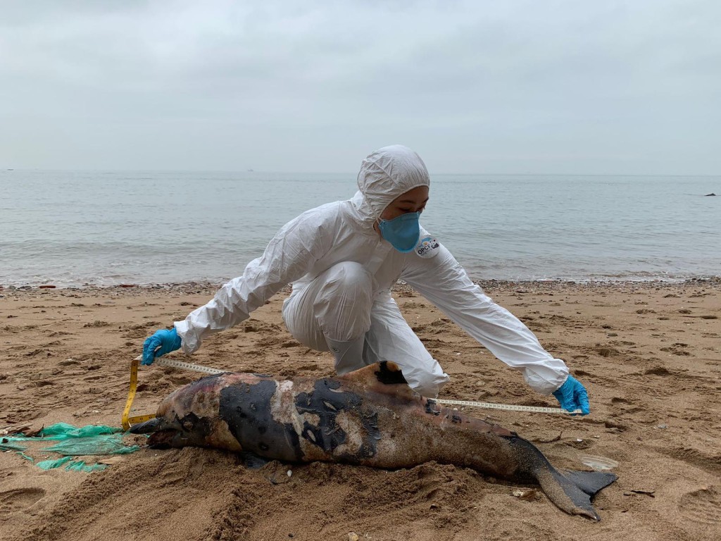 本月9日，大澳文物酒店附近沙灘發現幼年雄性屍體。香港海洋公園提供