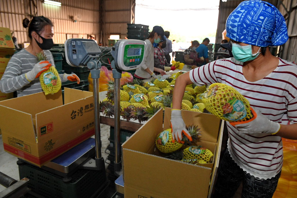 台灣人掃墓時，用香蕉、李子、梨子、鳳梨4種水果拜祭，被指容易帶來陰氣的意思。(新華社)