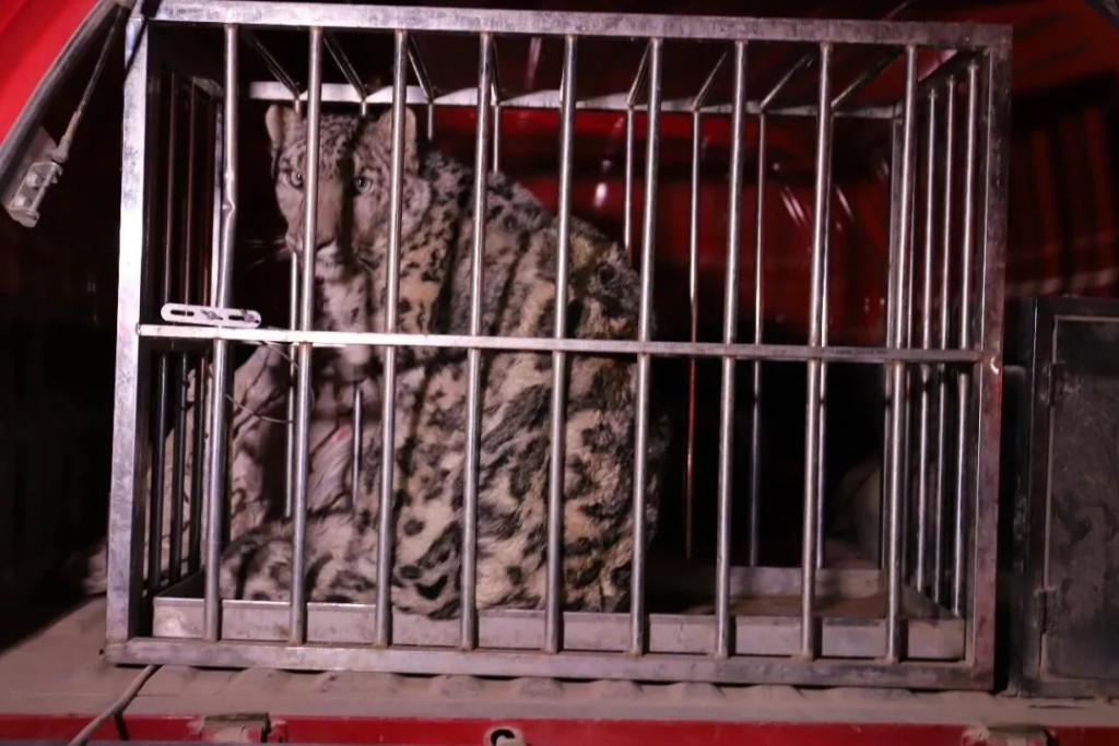 雪豹在沙漠出現為罕見現象。吐魯番零距離 雪豹在沙漠出現為罕見現象。吐魯番零距離