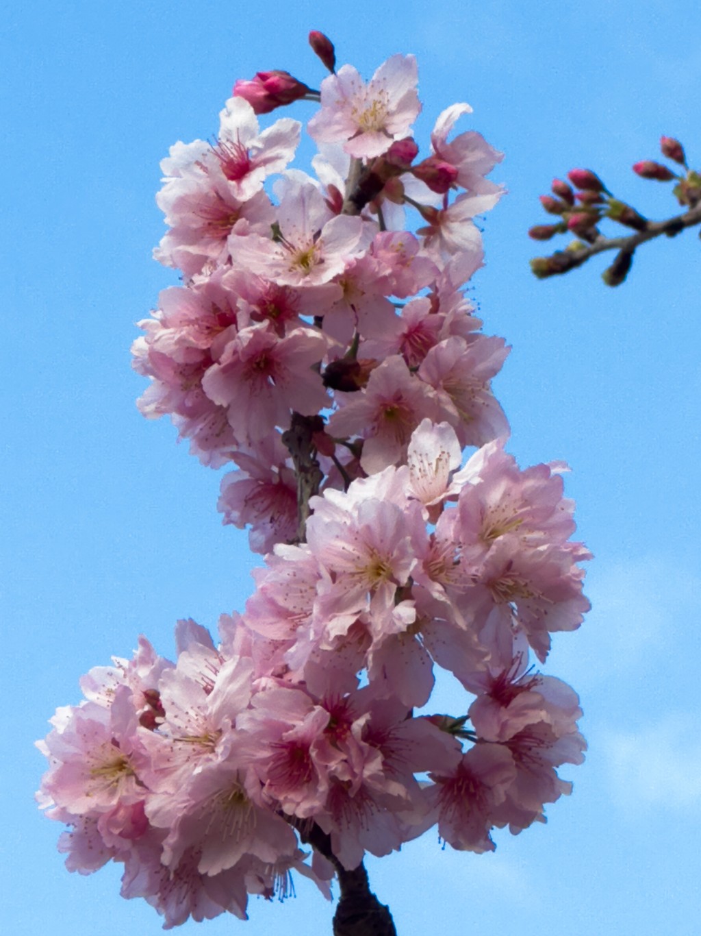 拍摄樱花小贴士：阳光正面或侧面射到樱花上，颜色会更鲜明