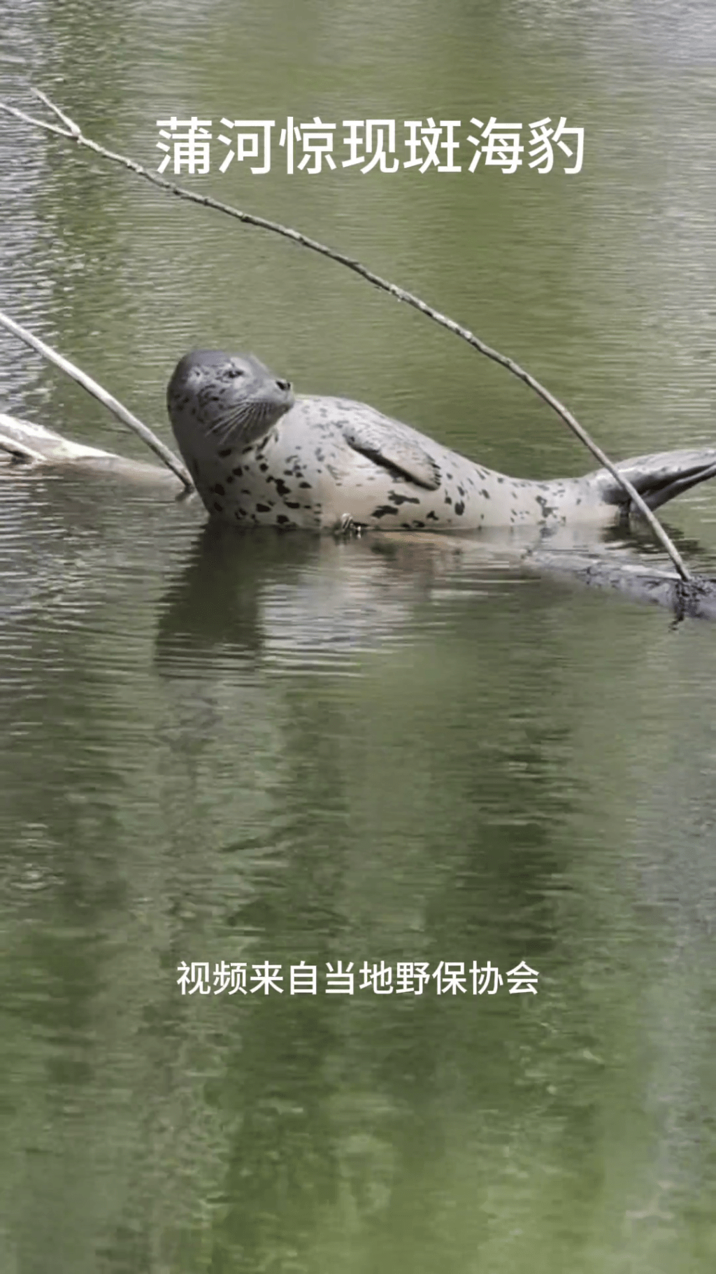 小斑海豹误入沈阳鱼塘。 抖音