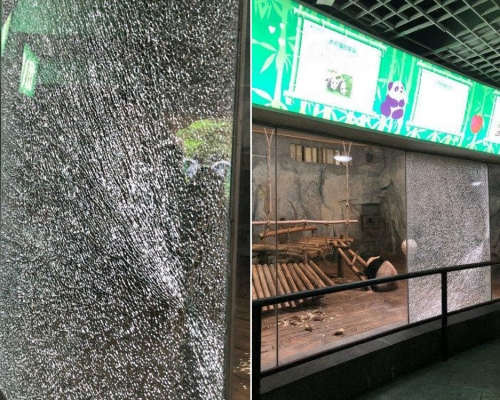 小學生見大熊貓太興奮拍碎野生動物園大熊貓館內玻璃。