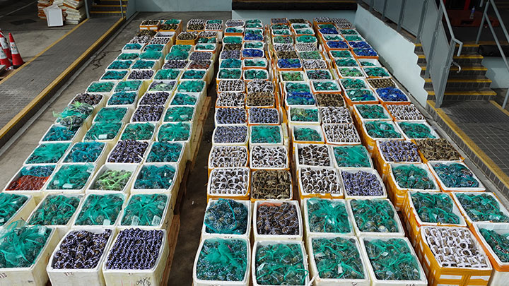 海關檢獲約5100公斤懷疑走私大閘蟹，估計市值約240萬元。政府新聞處圖片