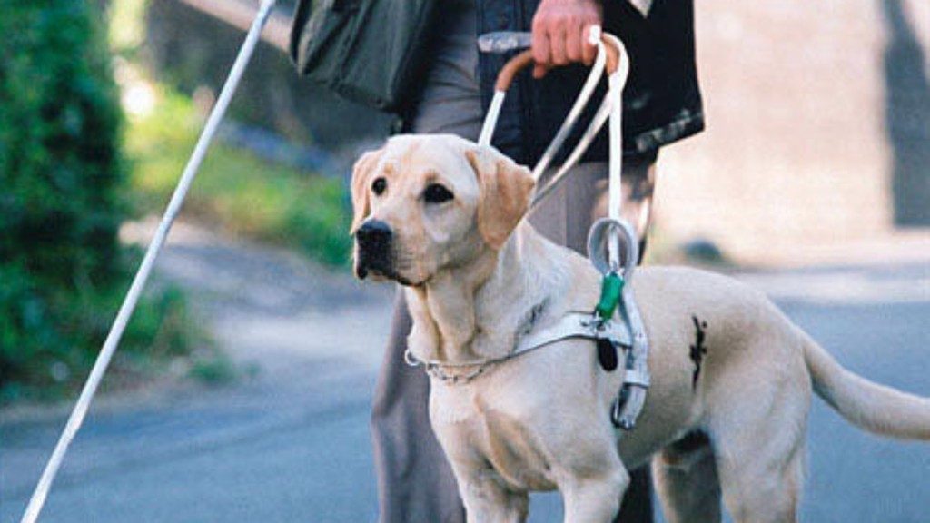 當事人牽導盲犬乘車被質疑扮盲。電影《導盲犬小Q》劇照。