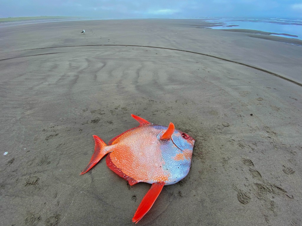 Seaside Aquarium Facebook圖片