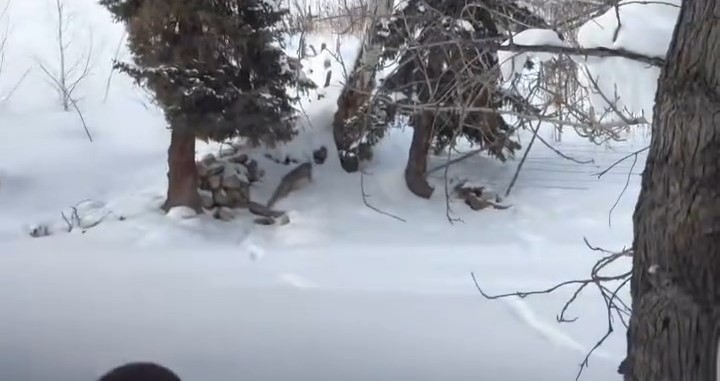 新疆發生雪豹襲擊人類事件。微博@葉安逸