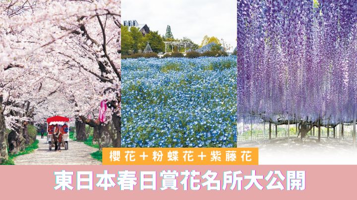 春回大地,在東日本地區便可接連賞到櫻花、粉蝶花及紫藤花的美景。