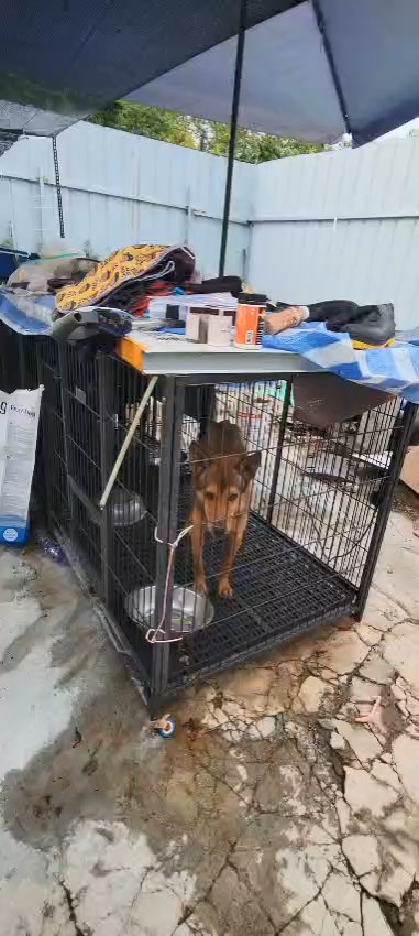 有些狗籠位於室外位置。動物福利關注聯盟召集人劉鎮海提供