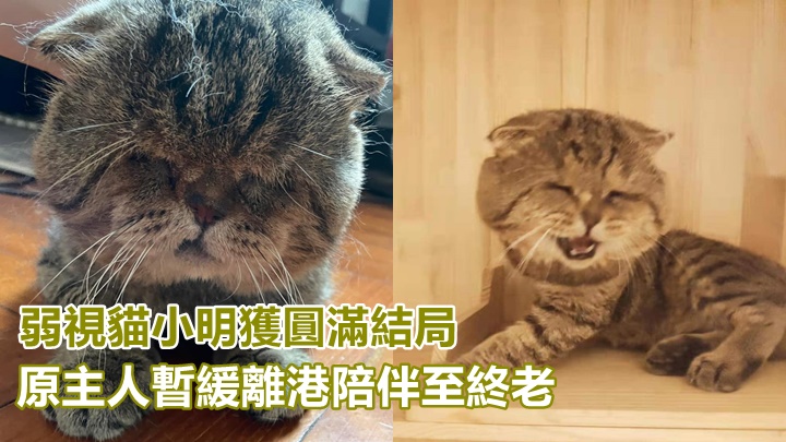 弱視貓小明的主人經過考慮後,決定留港照顧牠至終老方離港。爪家舍facebook圖片