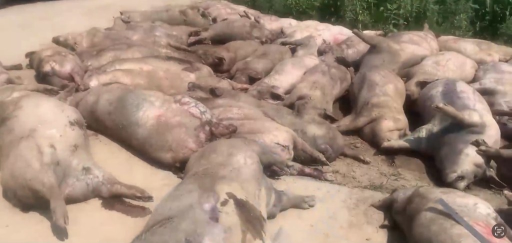 豬場1000頭豬死了462頭。