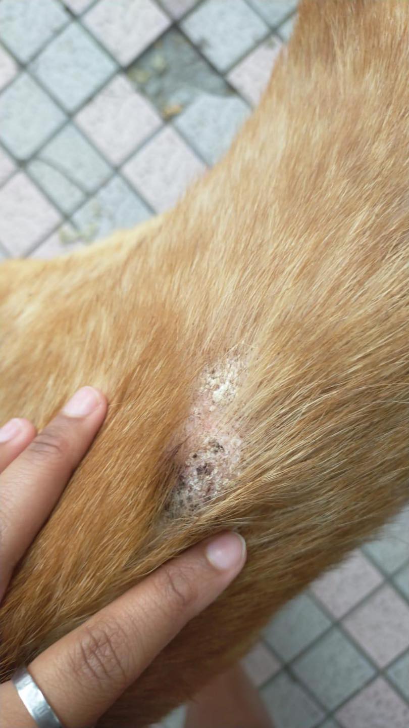 唐狗遇襲後留在原地。專頁「東涌喵 Tung Chung Cat Future」
