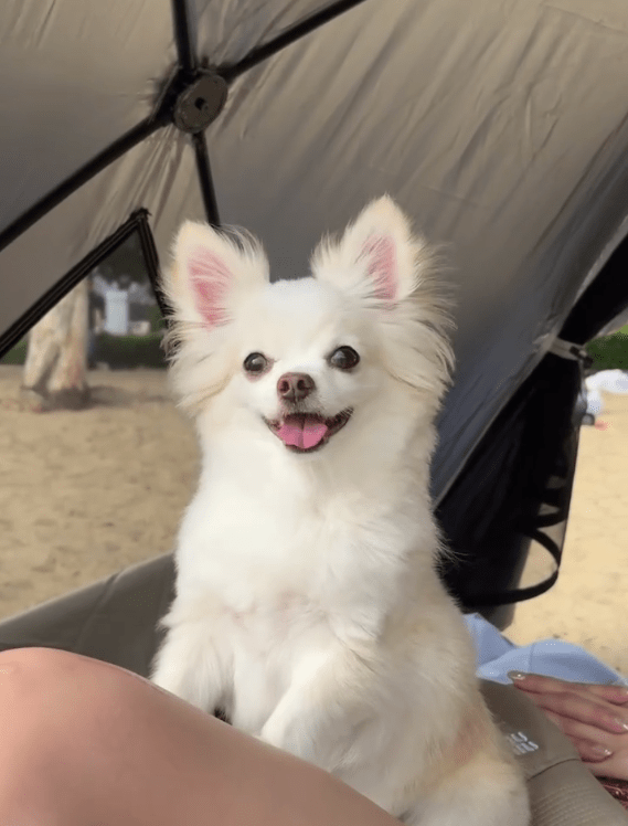 陳瀅帶愛犬去沙灘放風，毛孩伸脷賣萌十分治癒。