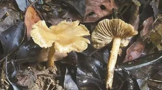 深圳市卫健委列出华南最常见的有毒野生蘑菇，警告市民不要食用。