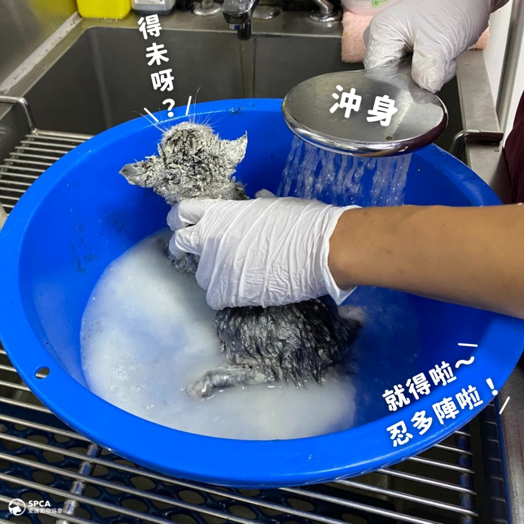 兽医团队利用油和面粉为小猫去除胶水。FB图片