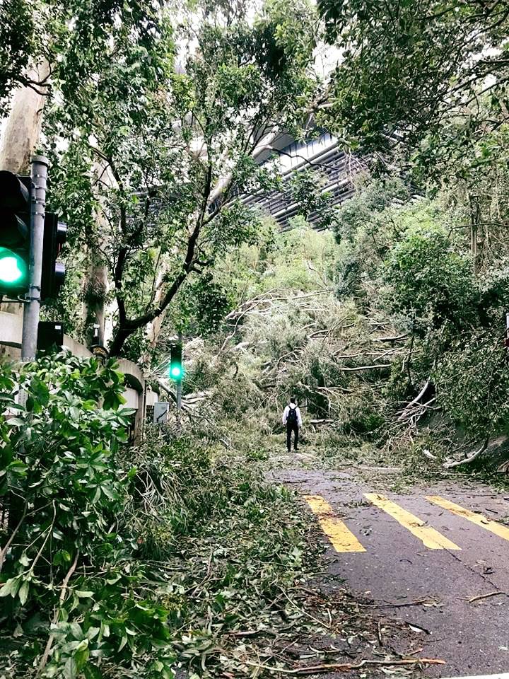 市民趕返工跨過行人路上倒塌的大樹,場景至今仍歷歷在目。資料圖片 市民趕返工跨過行人路上倒塌的大樹,場景至今仍歷歷在目。資料圖片