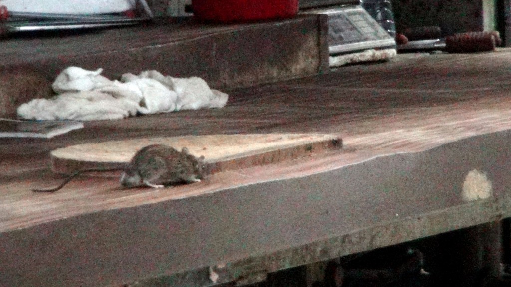 老鼠横行令人呕心，也影响环境衞生。(资料图片)
