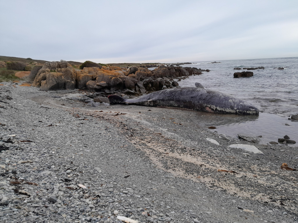 大部分澳洲海岸擱淺的鯨魚均已死亡。路透