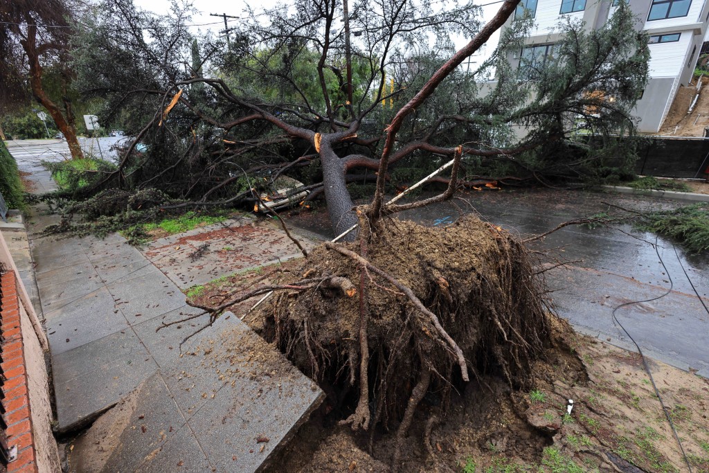 加州至少有3人被風吹倒的大樹壓死。路透社
