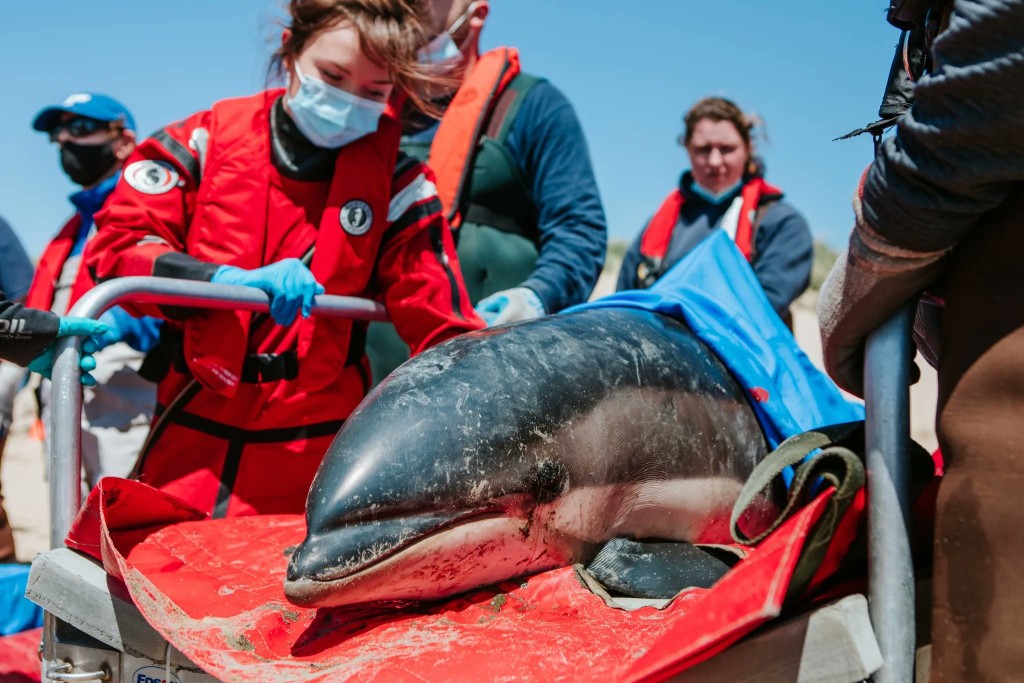  美国麻省有125条海豚集体搁浅，逾百救援人员努力协助它们脱困。IFAW