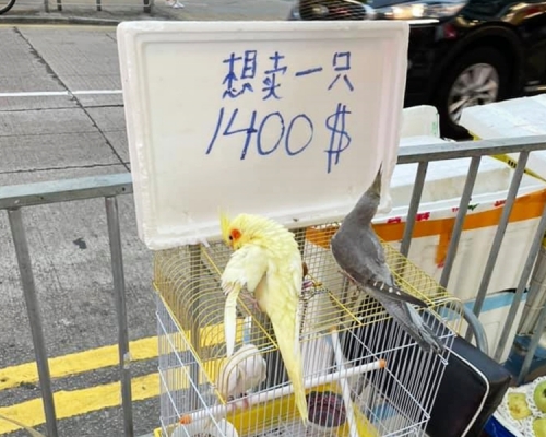 元朗懷疑有人非法售賣動物。「香港突發事故報料區」FB圖片
